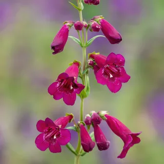 penstemon-beardtongue-rich-ruby.webp