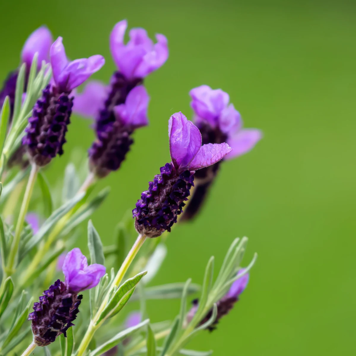 lavender-french-lavender-stoechas.webp