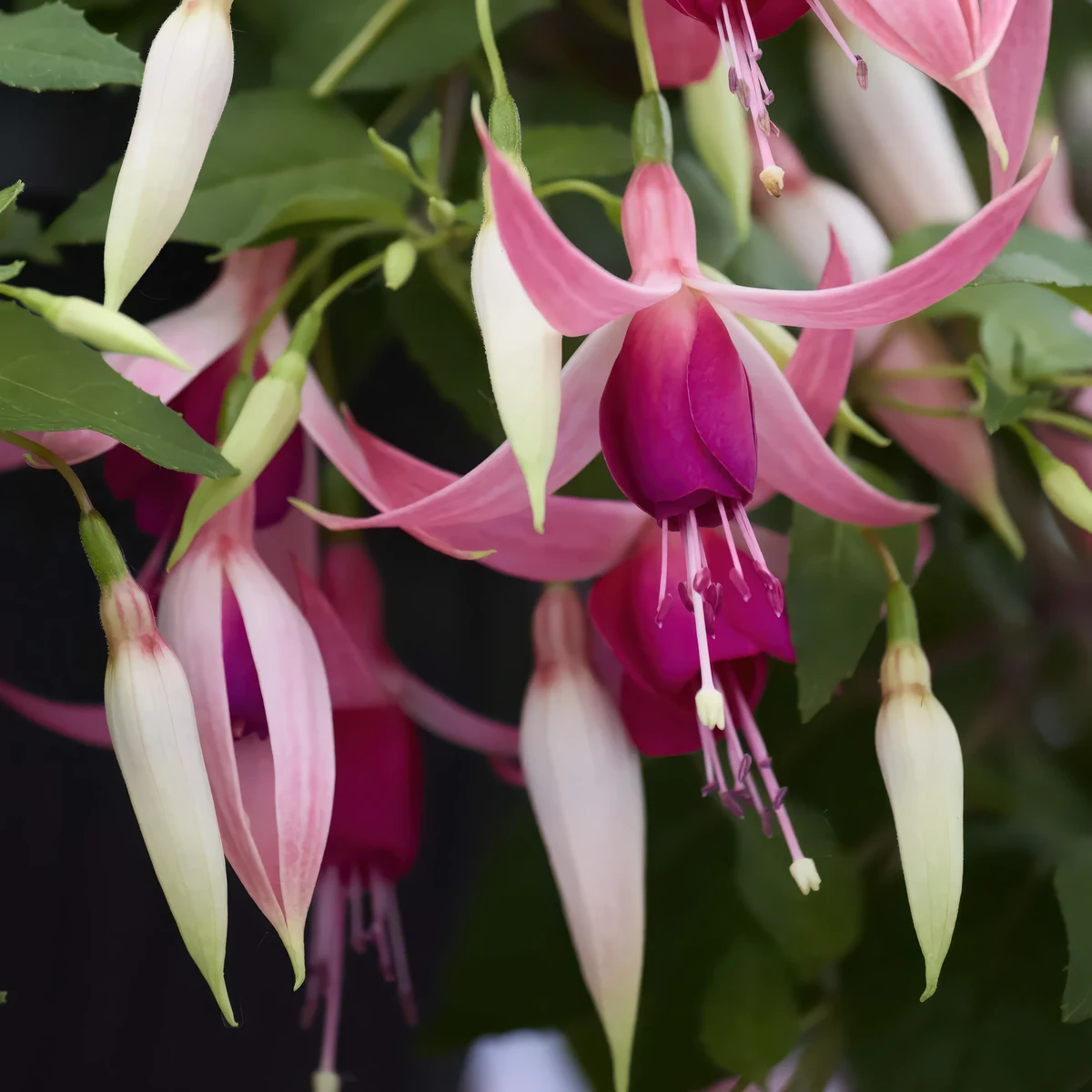 fuchsia-cascade.webp