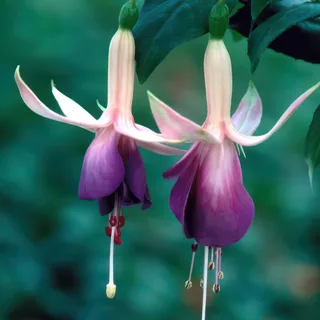 fuchsia-carmel-blue.webp