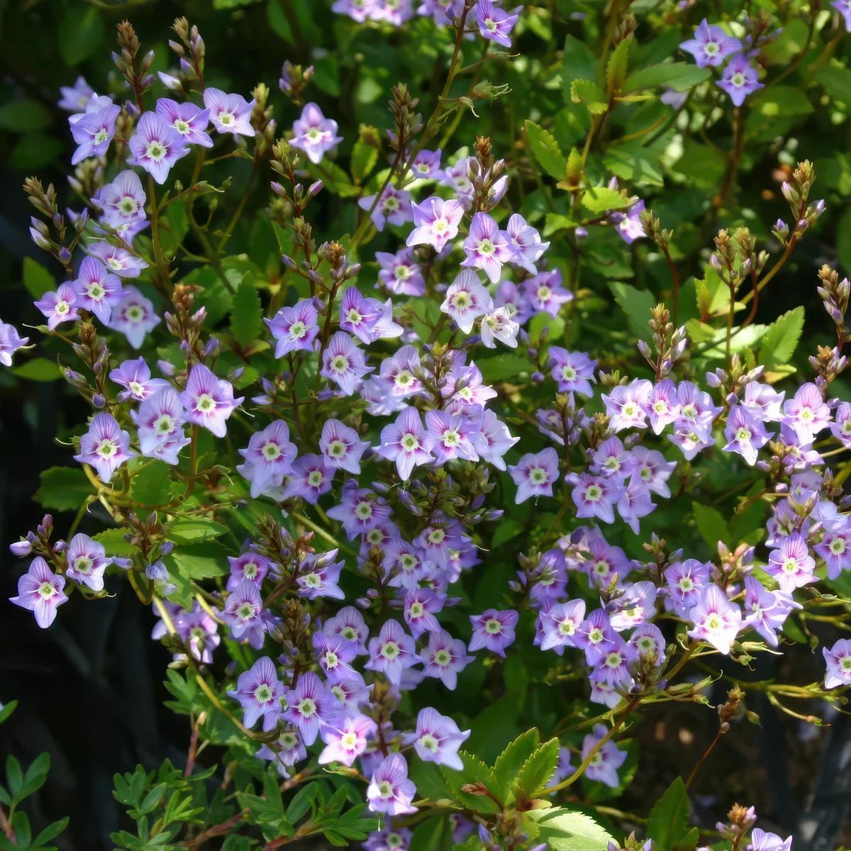 veronica-catarractae-porlock.webp