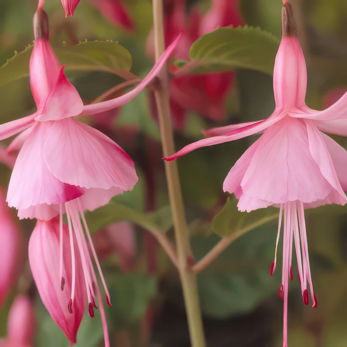 fuchsia-shrimp-cocktail.webp
