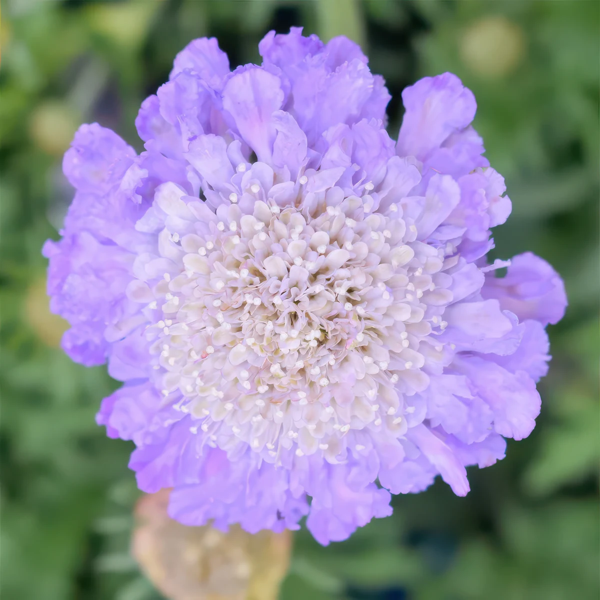 scabious-atropurpurea-mariposa-blue.webp