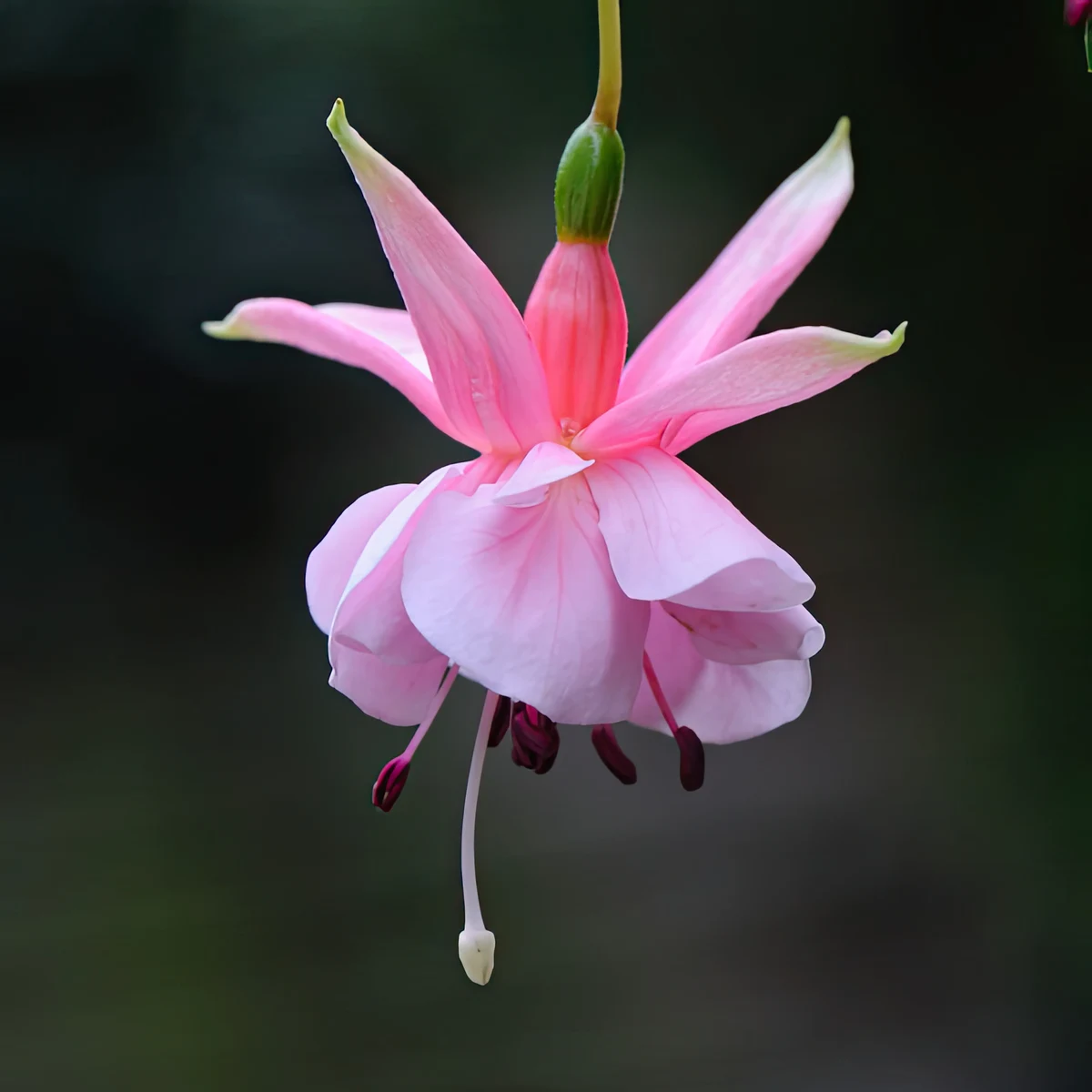 fuchsia-pink-galore.webp