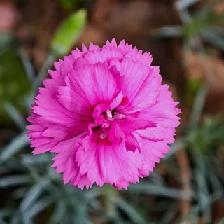dianthus-tickled-pink.webp