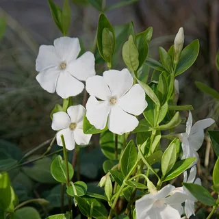 periwinkle-vinca-minor-alba.webp