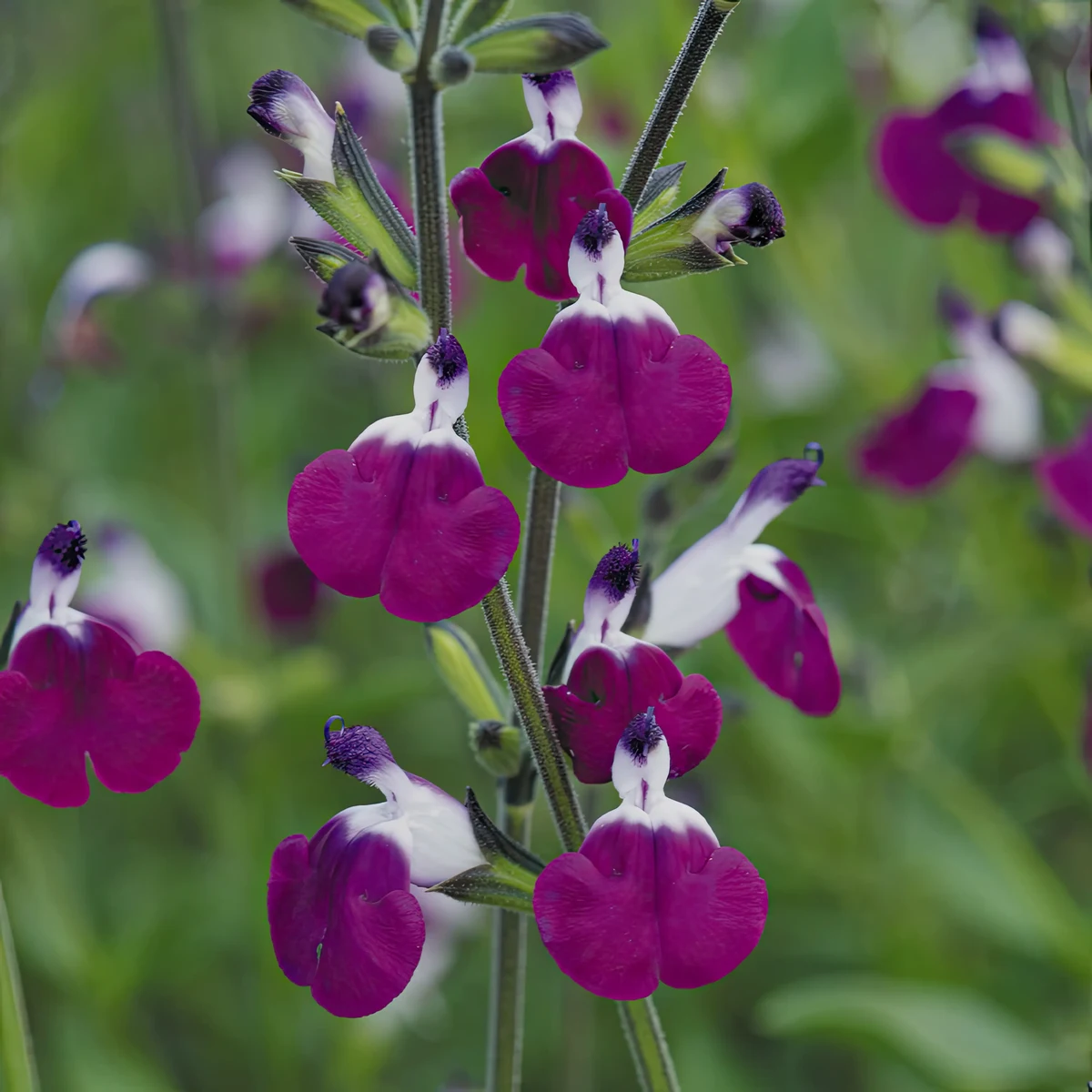 salvia-sage-amethyst-lips.webp