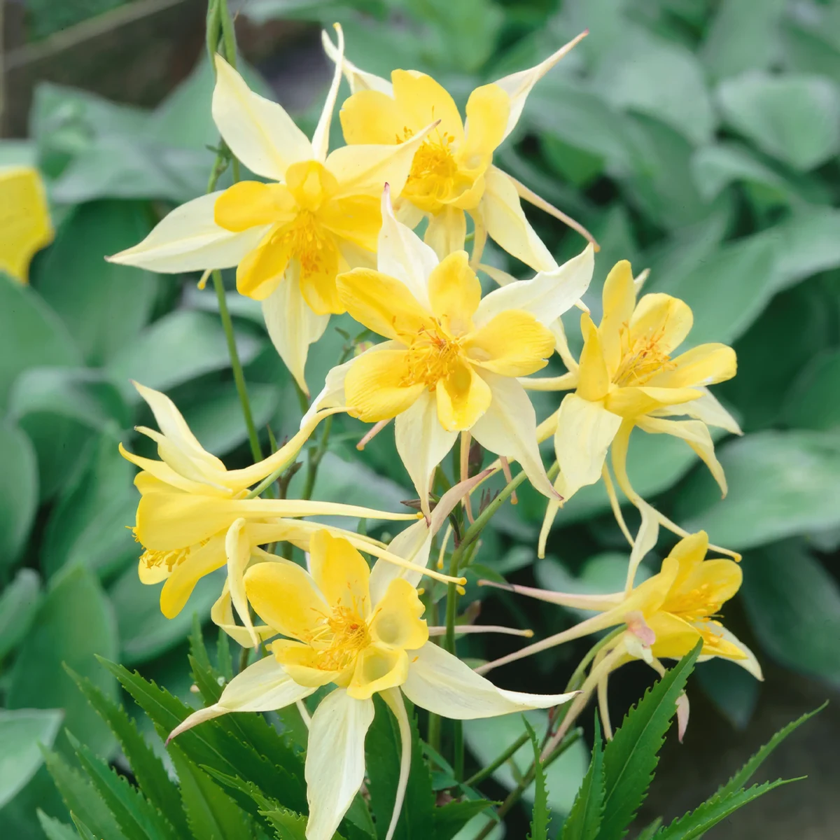 Aquilegia-Columbine-Yellow_Star-2.jpg