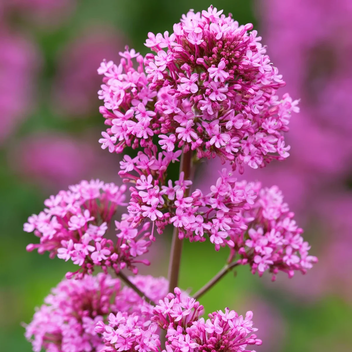 Centranthus-Valerian-Ruber_Coccineus-2.webp