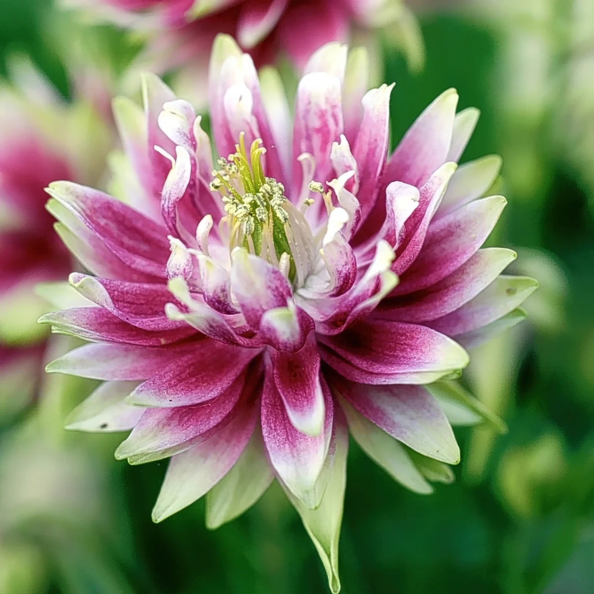 Aquilegia-Columbine-Nora_Barlow_1-2.webp
