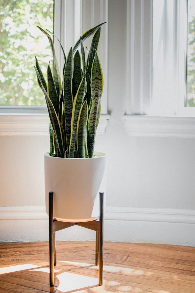 Snake plant