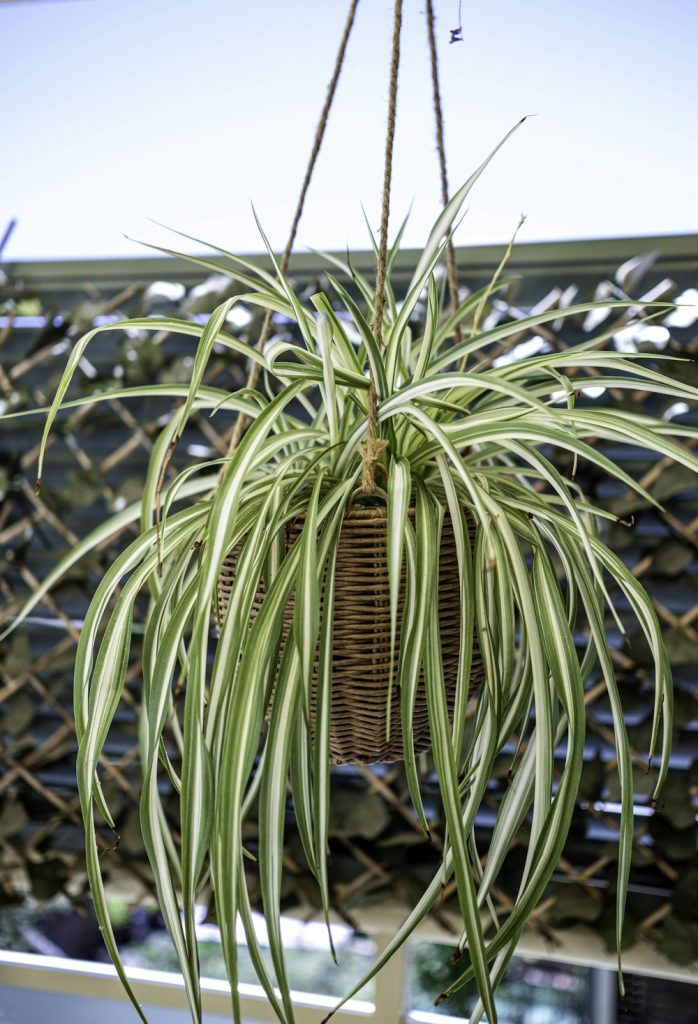 Spider plant